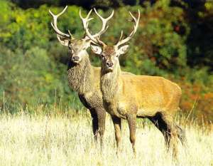 strage di vervi in veneto