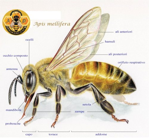 apis mellifera