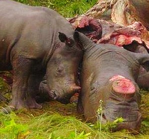 rinoceronte-e-piccolo