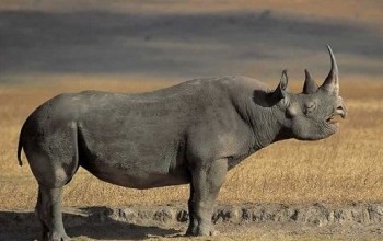 rinoceronte-nero-occidentale-e1373108177963-350x220