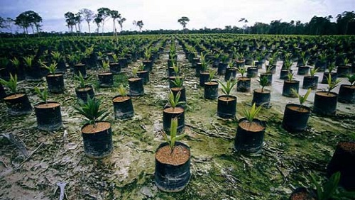 foresta distrutta per dare spazio a queste palme da olio