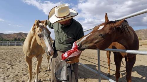 Leo da da mangiare ai cavalli 