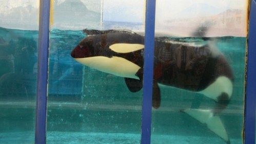 orca Morgan in cattivita'