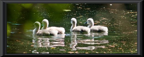 primo contatto con l acqua