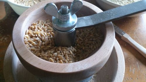 Grano Etrusco Biologico:"Triticum turanicum turgidum",in attesa di essere macinato