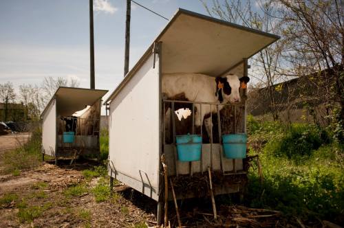 vitellini strappati alla madre e messi all ingrasso