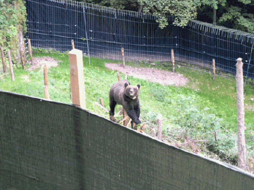Jurka nella prigione lager anni fs. E' cosi' che finira' Daniza? GRIDIAMO NO!!!!!