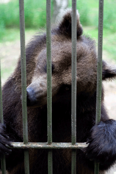 la bellissima e docile Jurka sterilizzata ed imprigionata,solo perche' i suoi figli avevano disturbato in giro e UCCISI A SANGUE FREDDO DA CUCCIOLI da solerti cacciatori sparatutto