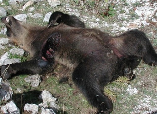 Orso marsicano avvelenato in Abruzzo