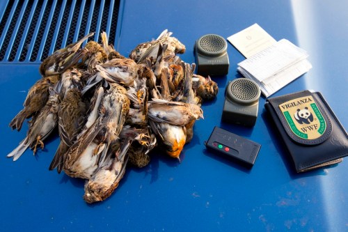 uccelli protetti attirati con richiami vietati ed uccisi