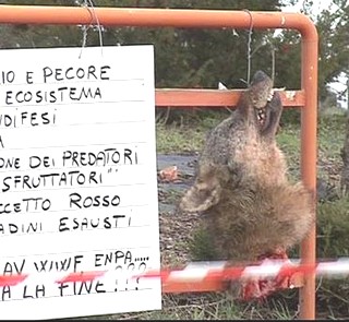 lupo ucciso,decapitato ed appeso in pubblico,come i nazisti