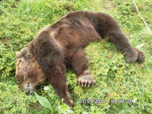 orso Stefano attirato con un esca ed ucciso a fucilate