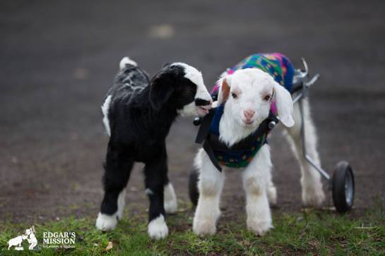 Capretta Frostie (fb) (2)