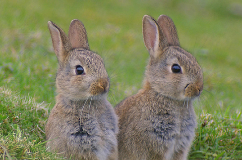 disegni-da-colorare-coniglietto-coniglio-pasqua