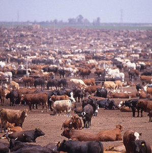 allevamenti_intensivi_08