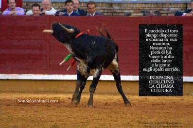 11923238_915259651860747_2034379829283402705_n