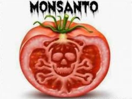 ogm-monsanto