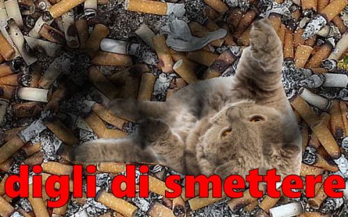 gattosmoke