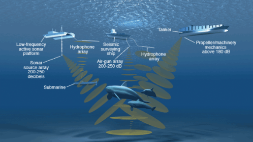 Petrolio-e-air-gun-minacciano-le-ultime-balenottere-di-Bryde_