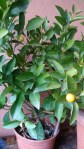 IMG_20160202_103428